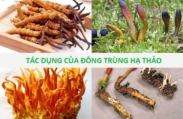 ĐÔNG TRÙNG HẠ THẢO LÀ GÌ? TÁC DỤNG? CÁCH SỬ DỤNG & GIÁ?