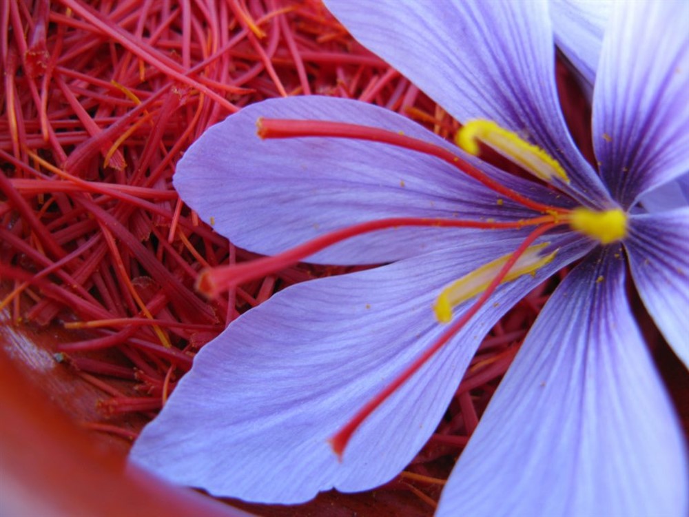 CÔNG DỤNG TUYỆT VỜI CỦA SAFFRON MÀ ÍT AI BIẾT?